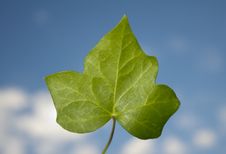 Ivy Leaf Royalty Free Stock Images