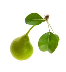 Pear With Two Leaves Stock Images
