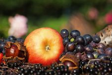 Apple Grapes And Wild Fruits Stock Photography