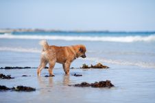 Elo Puppy Stands At The Seafront Royalty Free Stock Photo Elo Puppy Stands At The Seafront Royalty Free Stock Photo