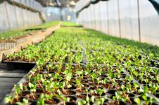 Little Plants In Green House Royalty Free Stock Photos Little Plants In Green House Royalty Free Stock Photos