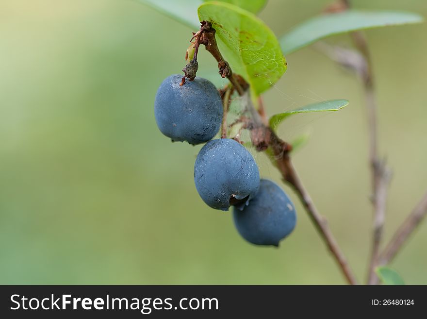 Blueberries With Leaves