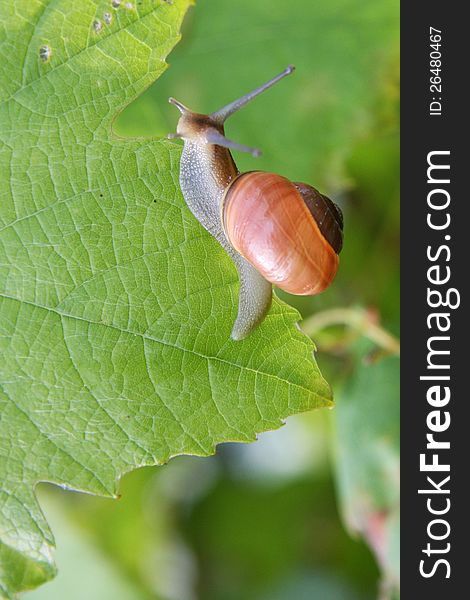 A snail on a grape leave.