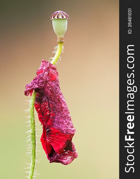 Poppy flower with the seed capsule and the faded blossom hanging on the stem. Poppy flower with the seed capsule and the faded blossom hanging on the stem