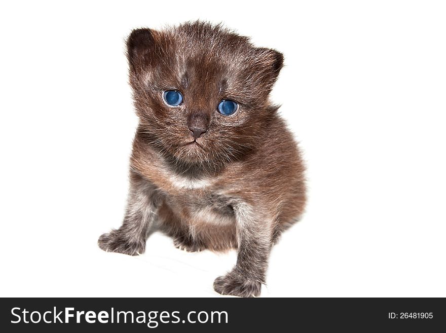 Cute little kitten on a white background. Cute little kitten on a white background.