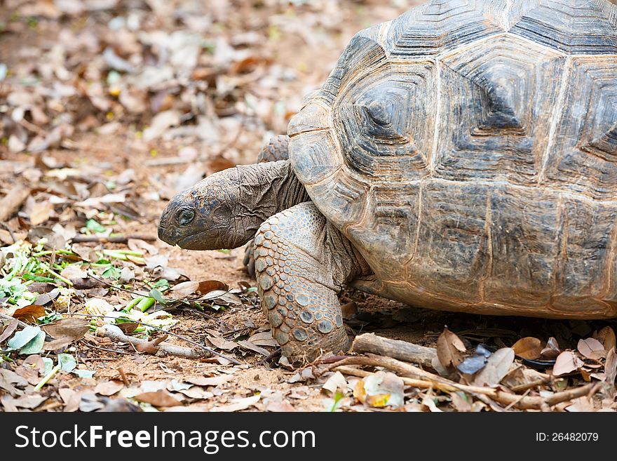 Closeup Head of Giant Turtle