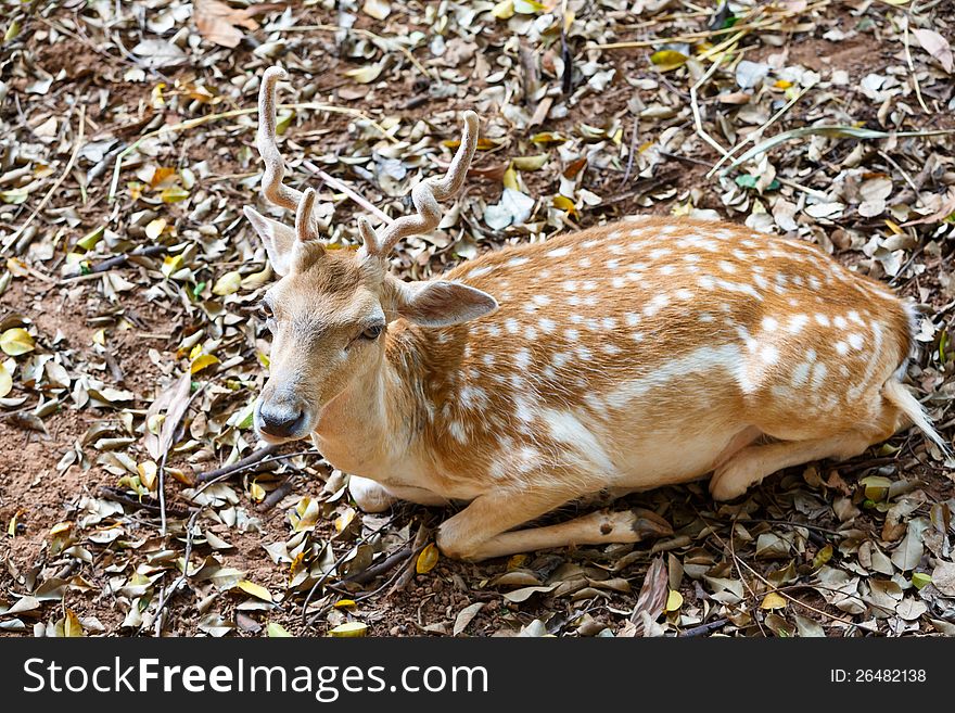 Image Closeup Young Fallow Deer
