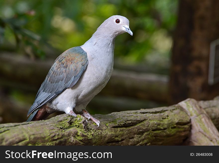 Pigeon perches on branch in forest