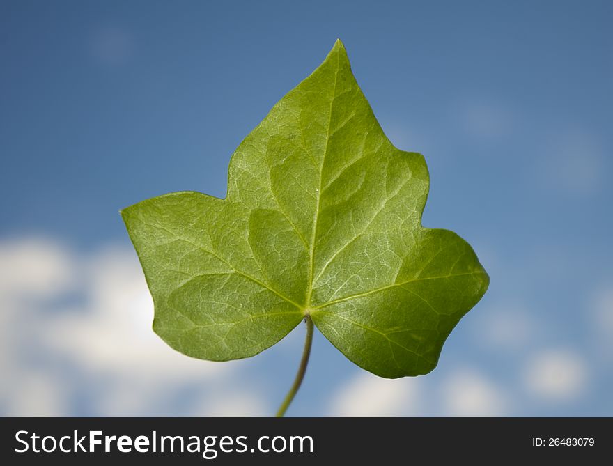 Ivy leaf with blue background