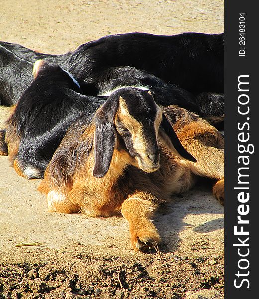 Small kids of a dark color goat on a rural farm. Small kids of a dark color goat on a rural farm