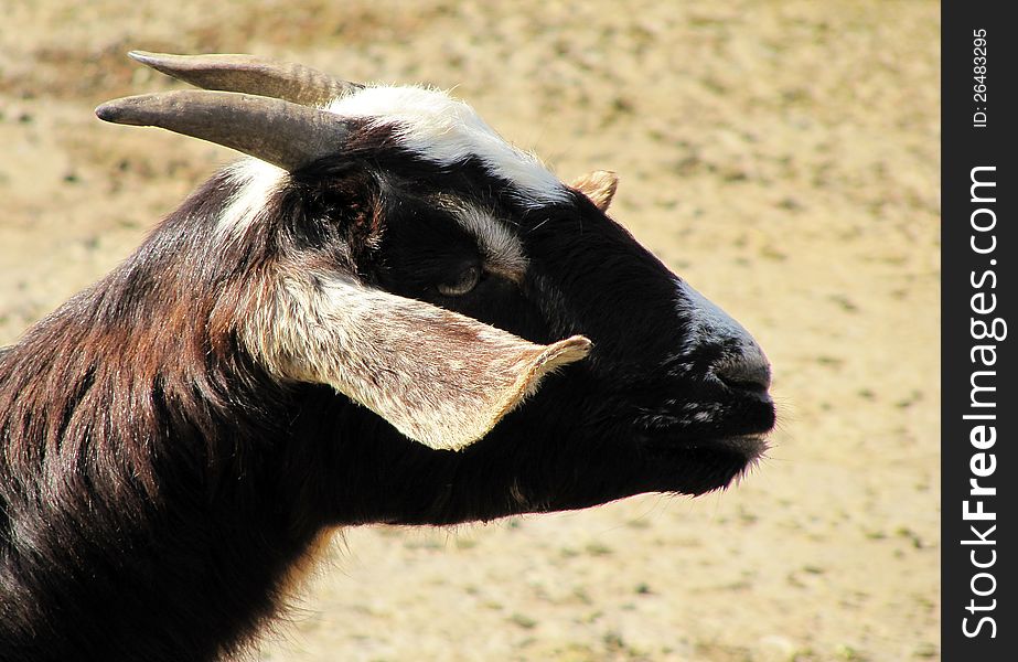 Portrait of a serious young goat on a rural farm. Portrait of a serious young goat on a rural farm