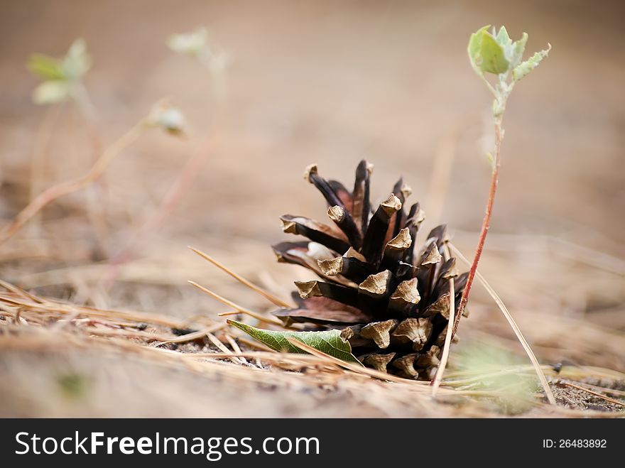 Close-up cone on the earth among of sprouts of new trees. Close-up cone on the earth among of sprouts of new trees