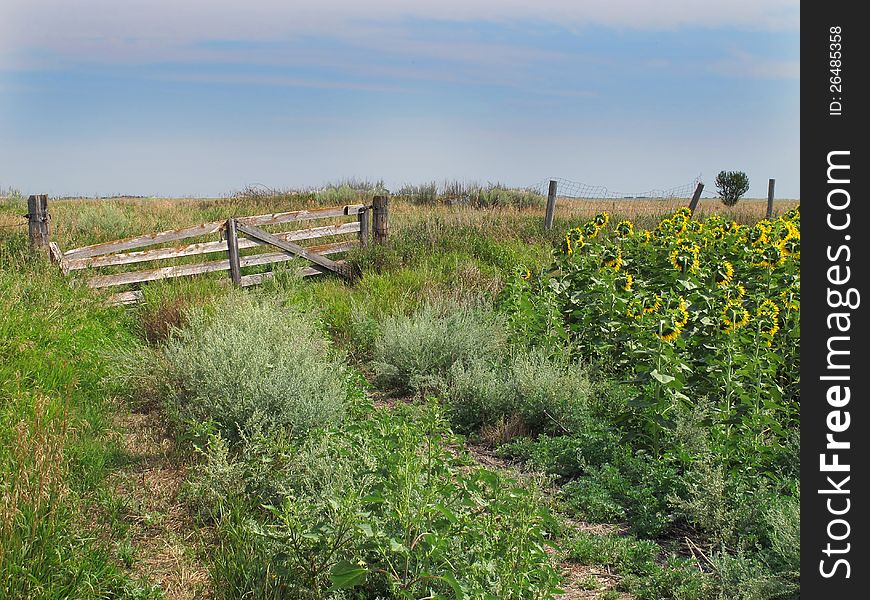 Old, weathered, and worn wooden gate in a prairie pasture with long grass and the edge of a sunflower field. Old, weathered, and worn wooden gate in a prairie pasture with long grass and the edge of a sunflower field.