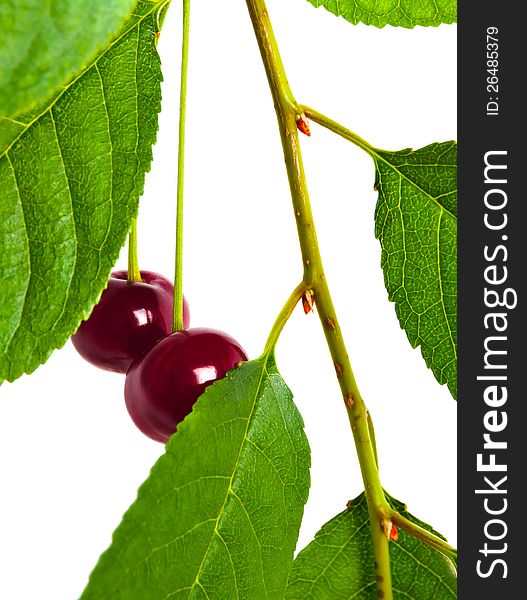 Two cherries on the branches among the leaves on white