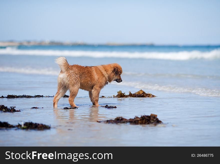 Cute Elo puppy stands at the seafront, looking in the water