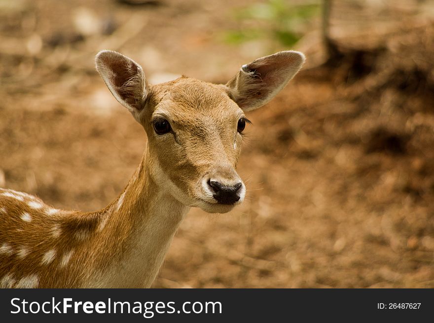 Young Deer