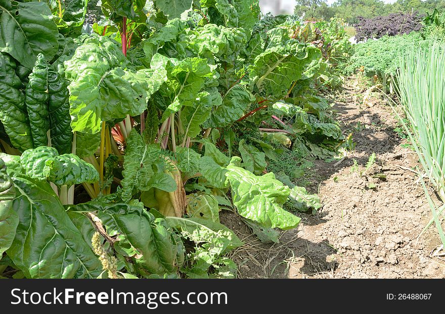 Vegetables growing in organic farm