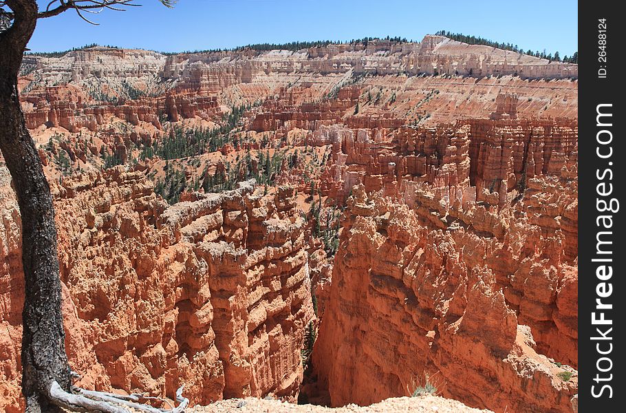 Looking down from the edge of Bryce Canyon at the crowd of hoodoos. Looking down from the edge of Bryce Canyon at the crowd of hoodoos