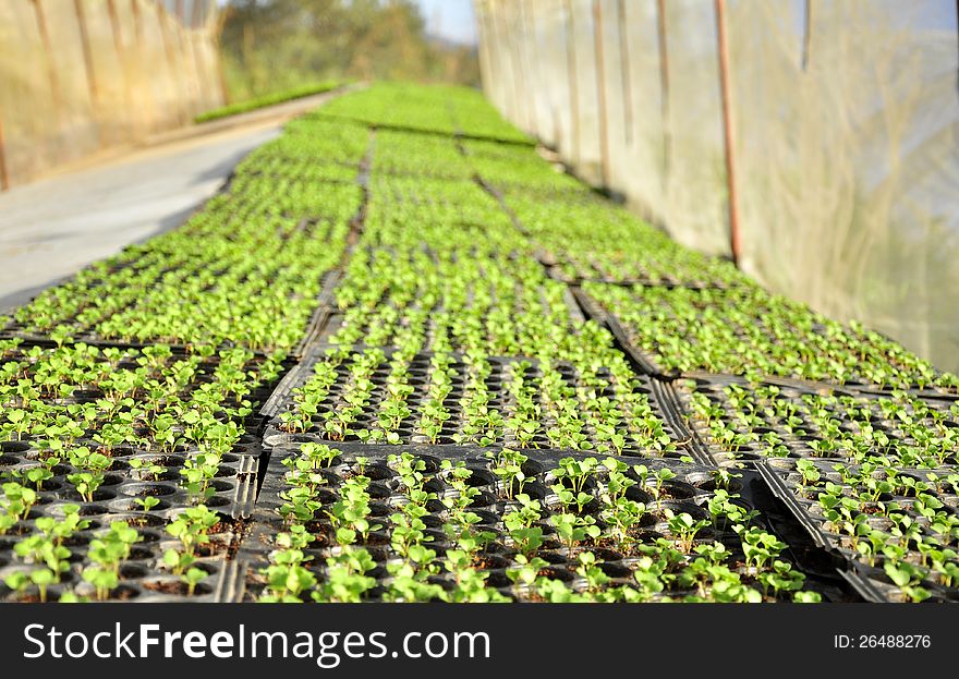 Little plants in green house