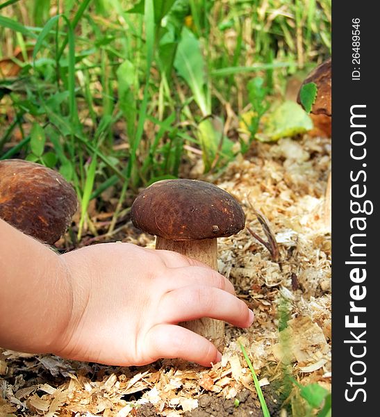 Mushroom in the forest. child's hand. Mushroom in the forest. child's hand