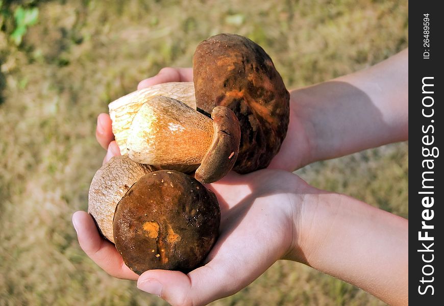 Child holds in his hand mushrooms. Child holds in his hand mushrooms