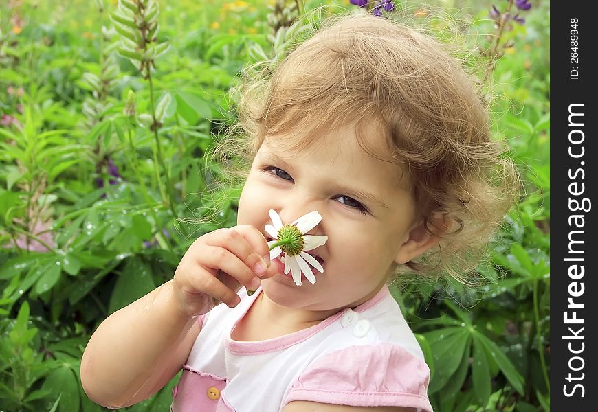 Little girl smelling a daisy. Little girl smelling a daisy
