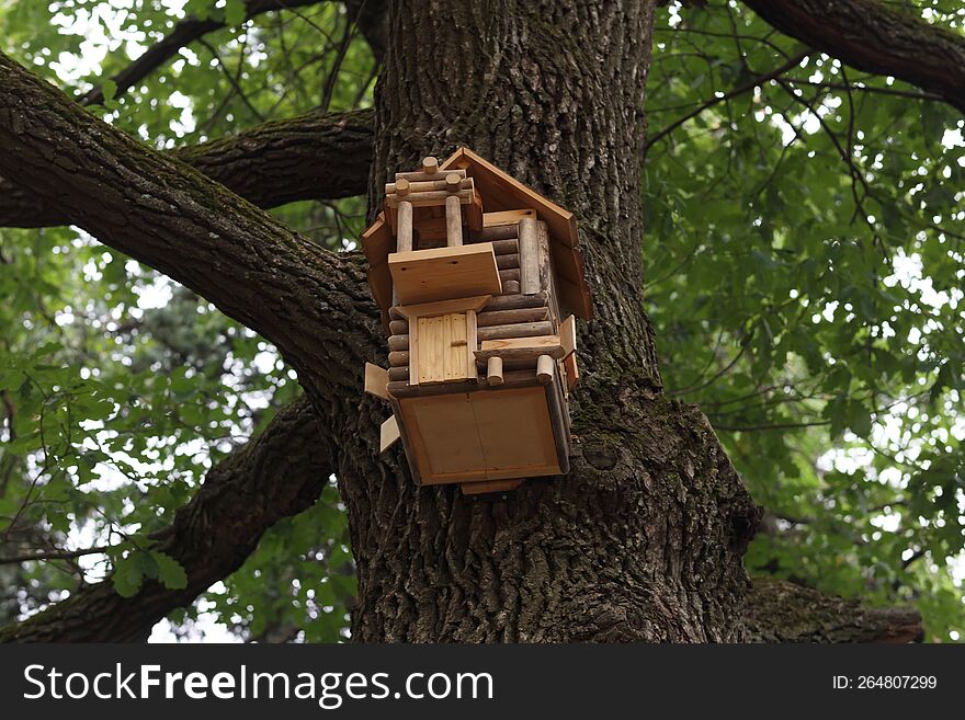 squirrel feeder on thick wood summertime