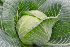 Fresh Green Cabbage With Water Drop Stock Photo Fresh Green Cabbage With Water Drop Stock Photo