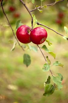 Apples On A Branch Stock Image