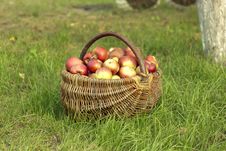 Apples In The Basket Royalty Free Stock Photos