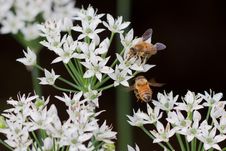 Bees & Flower Royalty Free Stock Photo Bees & Flower Royalty Free Stock Photo