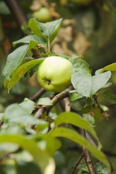 One Green Apple On Apple-tree Branch Vertical View Royalty Free Stock Photos