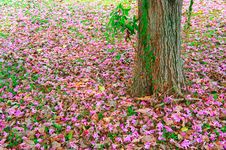 Pink Autumn Stock Image Pink Autumn Stock Image
