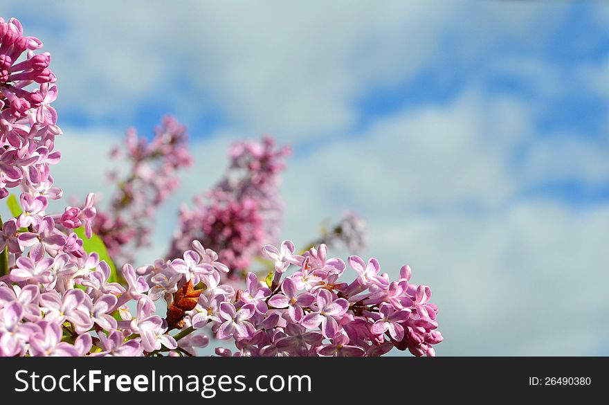 Floral frame and blue sky. Floral frame and blue sky