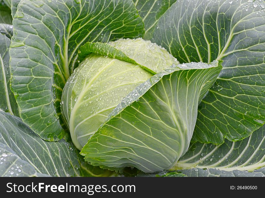 Fresh green cabbage with water drop on it's leaf in the vegetable garden