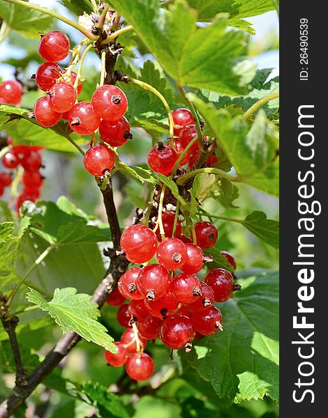 Cluster of a red currant on a branch