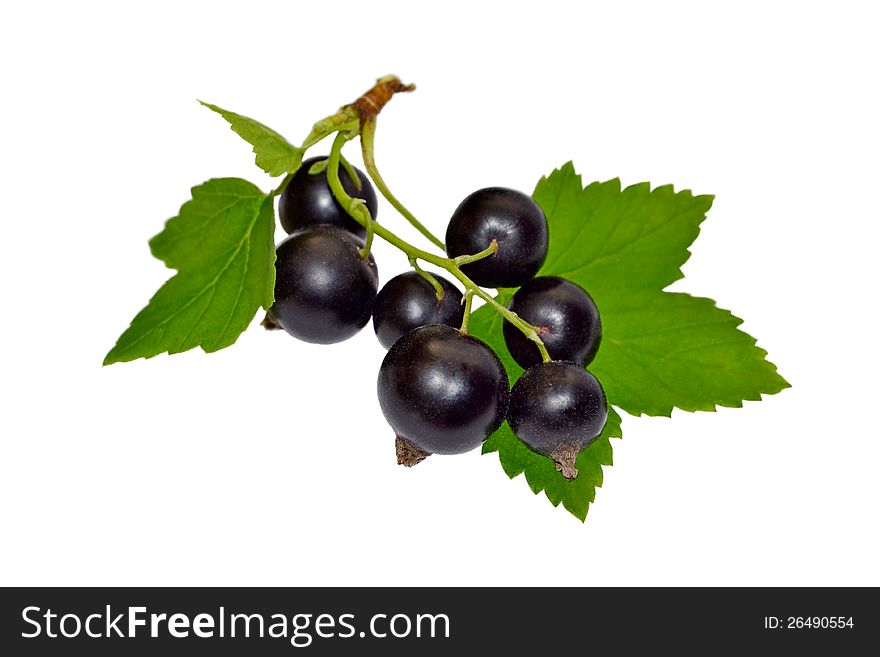 Black currant with leaves on white background