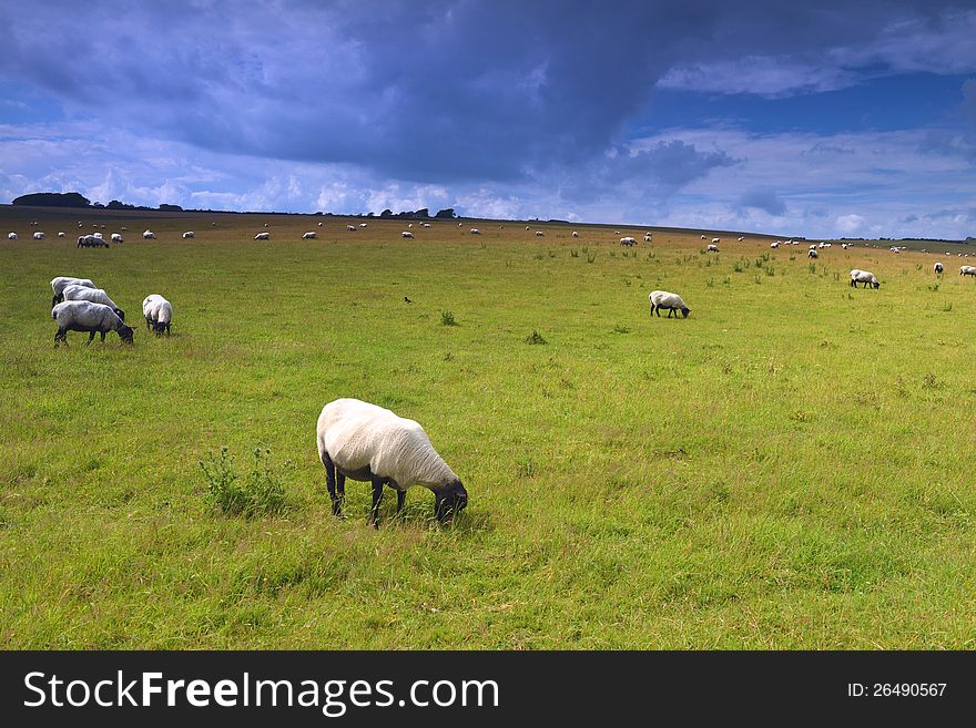 Sheep On Meadow