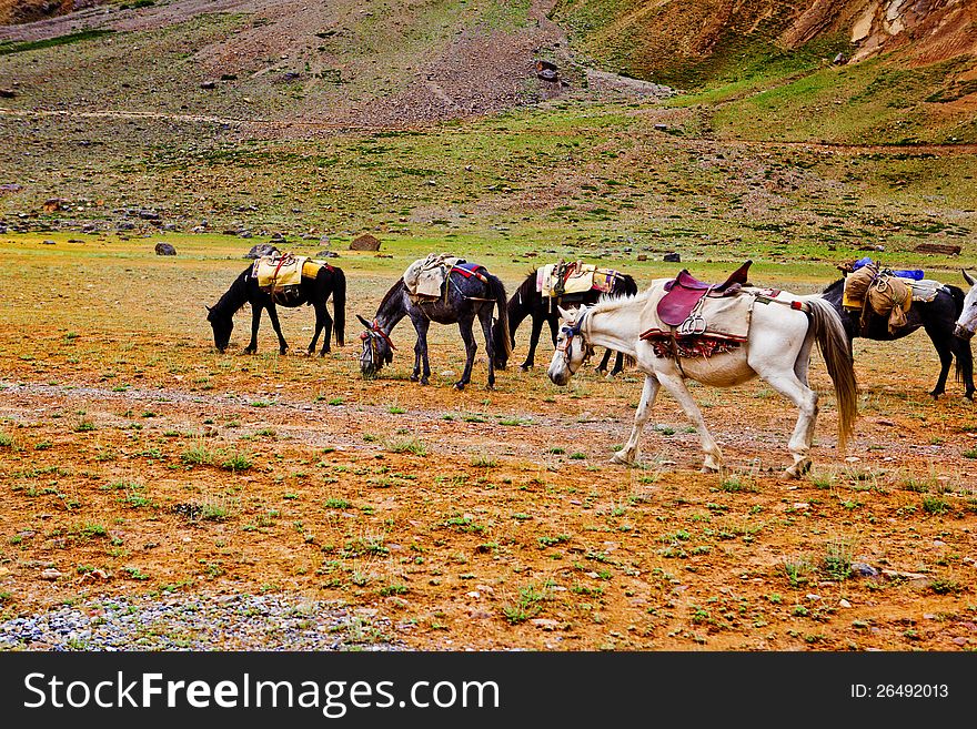 Packhorses herd in the mountains area