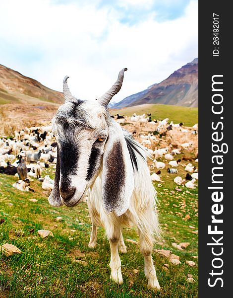 Curious white goat in the mountainous valley