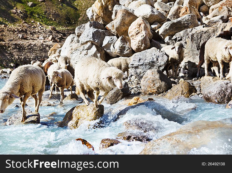 Sheep group jumping over stones