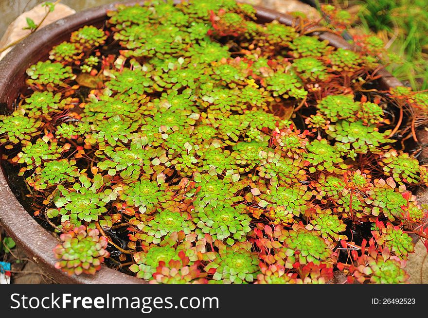 Ornamental plants in pot