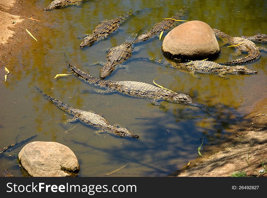 Kwena Gardens in Sun City - small crocodile. Kwena Gardens in Sun City - small crocodile