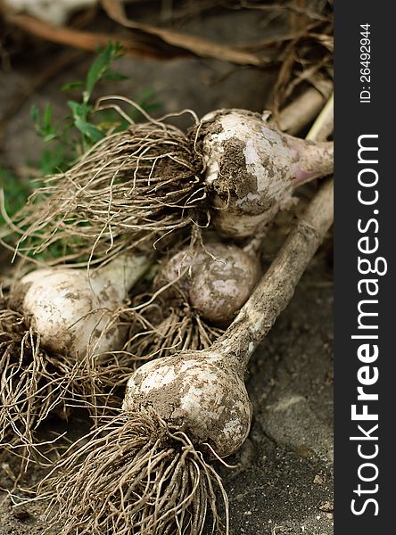 Fresh Garlic On The Ground