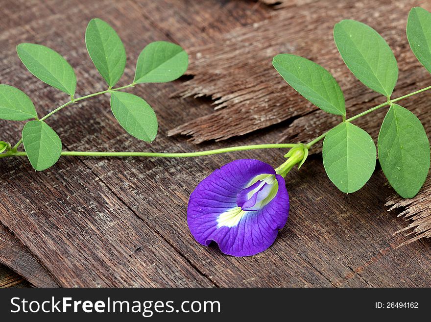 Fresh Butterfly Pea with leaves on old ply wood in nature