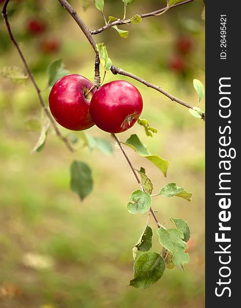 Red Apples on a branch