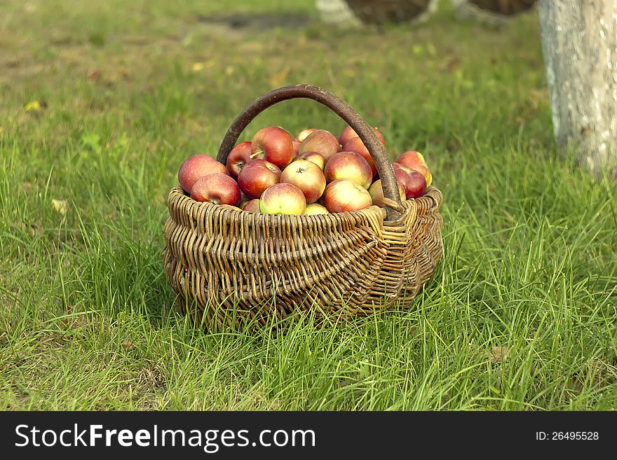 Healthy Organic Apples in the Basket