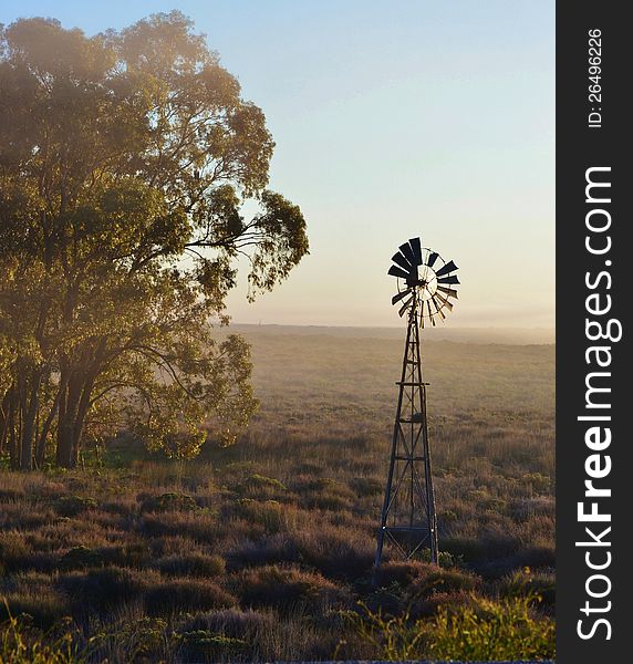 Landscape with Windmill water pump at sunrise with blue gum trees