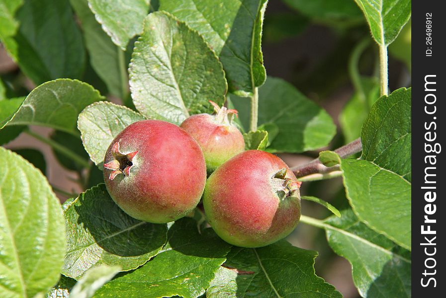 Three Young Apples Starting to Grow on a Fruit Tree.