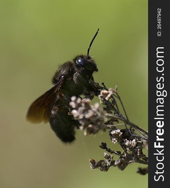 The carpenter bee sitting on a stem